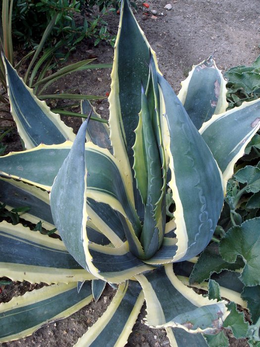 Agave americana 'Variegata'